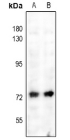 Western blot analysis of NF-kappaB p65 (pS529) expression in A2780 (A), A549 (B) whole cell lysates
