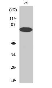 a00284t254 rela primary antibodies wb testing 2
