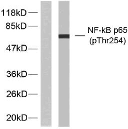 a00284t254 rela primary antibodies wb testing 3