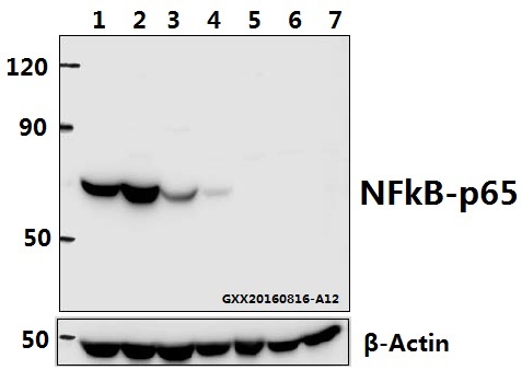 a00284t429 rela primary antiboties wb testing 1
