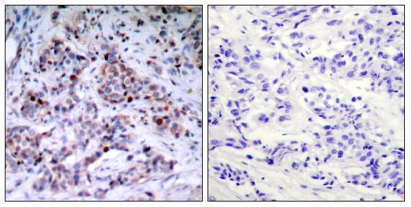 a00284t435 1 rela primary antibodies ihc testing 1