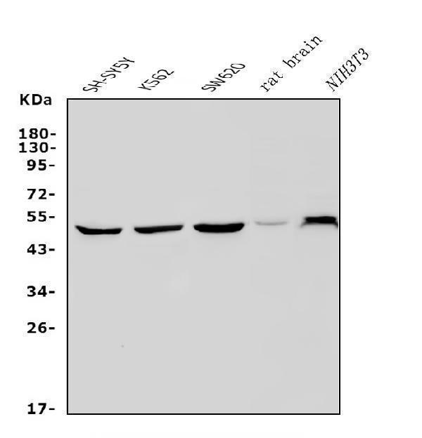 a00285 1 pax3 primary antibodies wb testing 1