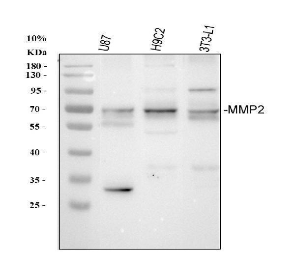 a00286 mmp2 primary antibodies wb testing 1
