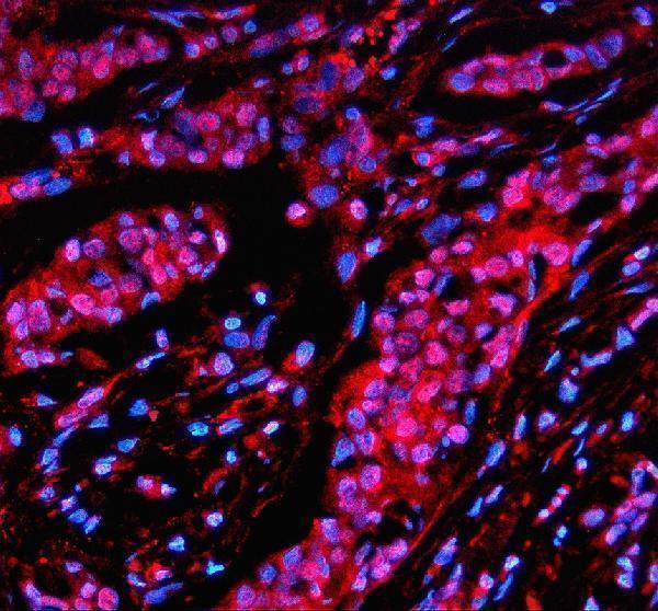 a00288 1 son primary antibodies if testing 1