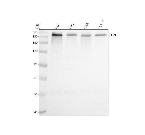 a00288 1 son primary antibodies wb testing 1