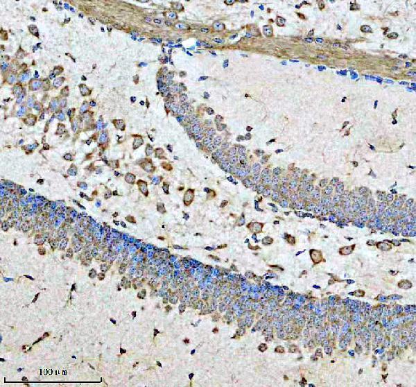 a00289 1 drd2 primary antibodies ihc testing 3