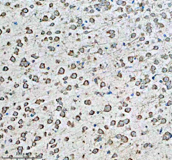 a00289 1 drd2 primary antibodies ihc testing 4