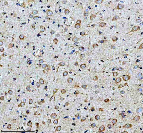 a00289 1 drd2 primary antibodies ihc testing 5
