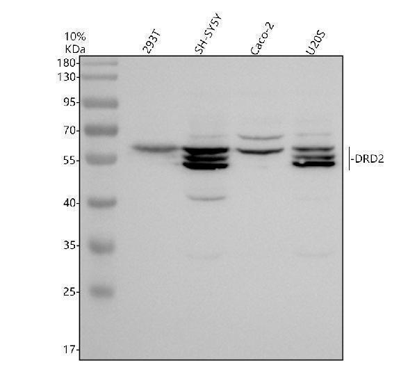 Western blot analysis of DRD2 using anti-DRD2 antibody (A00289-1)