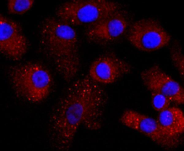 ICC staining TTR in A549 cells (red)
