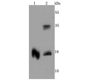 Western blot analysis of TTR on different cells lysates using anti-TTR antibody at 1/500 dilution