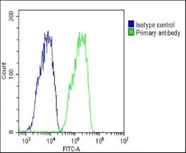 a00290 anti ttr antibody c term fc testing 4
