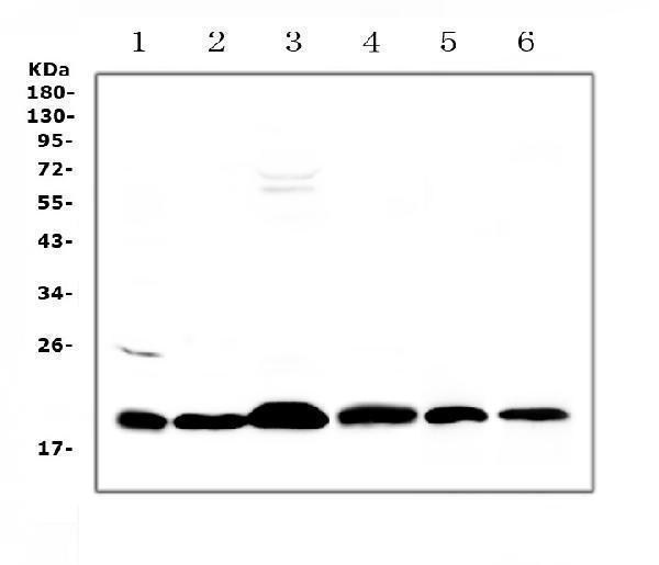 a00291 2 icos primary antibodies wb testing 1