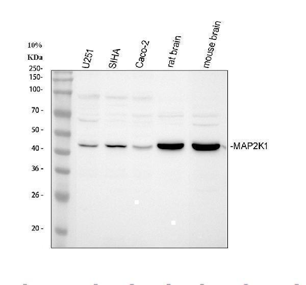  Western blot analysis of MEK1/MAP2K1 using anti-MEK1/MAP2K1 antibody (A00292)