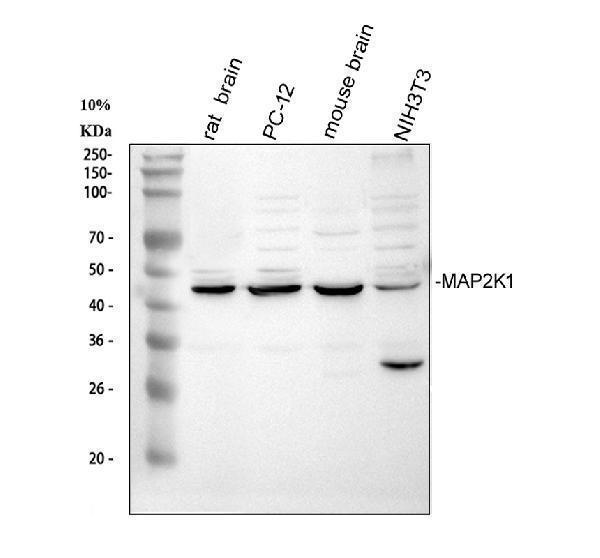  Western blot analysis of MEK1/MAP2K1 using anti-MEK1/MAP2K1 antibody (A00292)