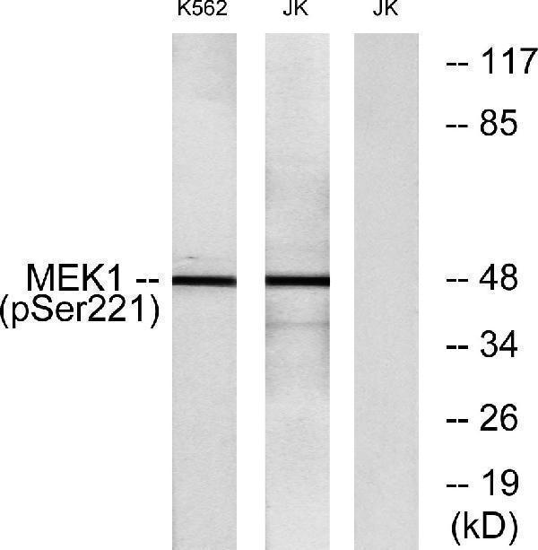 Western blot analysis of lysates from K562 cells treated with serum 20% 15' and Jurkat cells treated with EGF, using MEK1/2 (Phospho-Ser221) Antibody