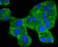 ICC staining Phospho-MEK1 (S298) in Hela cells (green)