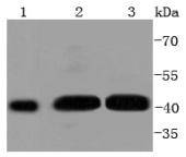 Western blot analysis of Phospho-MEK1 (S298) on different lysates using anti-Phospho-MEK1 (S298) antibody at 1/1,000 dilution