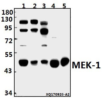 Western blot (WB) analysis of MEK-1 (T286) pAb at 1:500 dilution
Lane1:PC3 whole cell lysate(40ug)
Lane2:A549 whole cell lysate(40ug)
Lane3:K562 whole cell lysate(40ug)
Lane4:C6 whole cell lysate(40ug)
Lane5:3T3-L1 whole cell lysate(40ug)