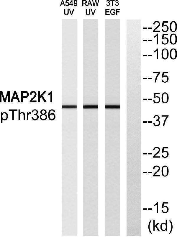 Western blot analysis of MAP2K1 (Phospho-Thr386) Antibody