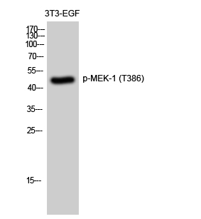 Western Blot analysis of 3T3-EGF cells using Phospho-MEK-1 (T386) Polyclonal Antibody diluted at 1:2000