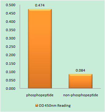 Enzyme-Linked Immunosorbent Assay (Phospho-ELISA) for Immunogen Phosphopeptide (Phospho-left) and Non-Phosphopeptide (Phospho-right), using Ret (Phospho-Tyr1015) Antibody