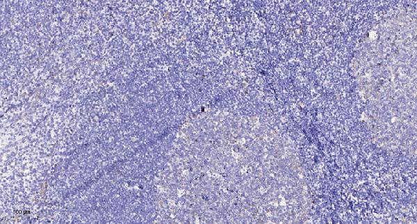 Immunohistochemical analysis of paraffin-embedded human tonsil