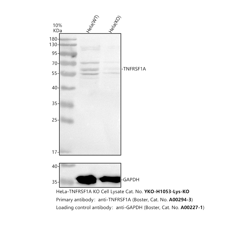 a00294 3 tnfrsf1a primary antibodies wb testing 3