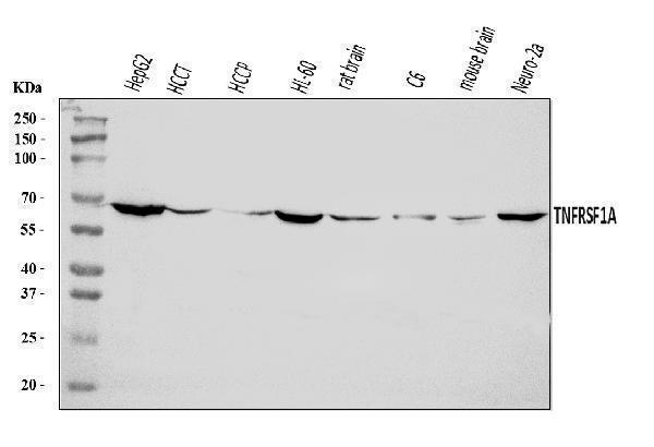 A00294-4 · TNFRSF1A — observed 50.5 kDa WB validation