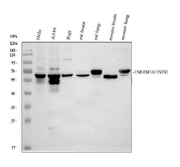 Western blot analysis of TNFRSF1A using anti-TNFRSF1A antibody (A00294)