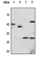a00295 1 cxcr3 primary antiboties wb testing 1