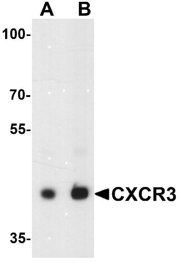 Western blot analysis of CXCR3 in HepG2 lysate with CXCR3 antibody at (A) 1 and (B) 2 μg/ml
