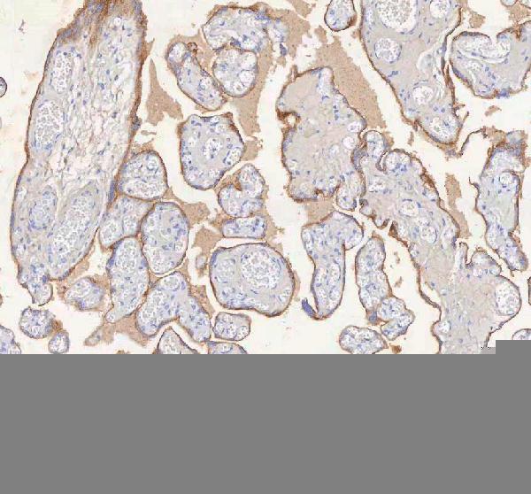 a00296 1 erbb4 primary antibodies ihc testing 6