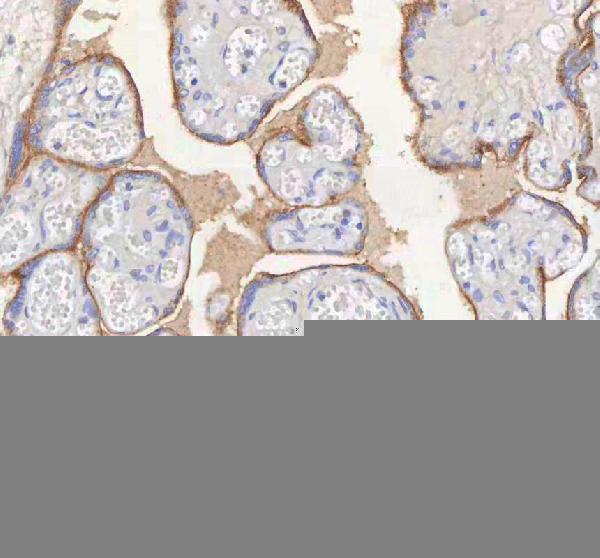 a00296 1 erbb4 primary antibodies ihc testing 7
