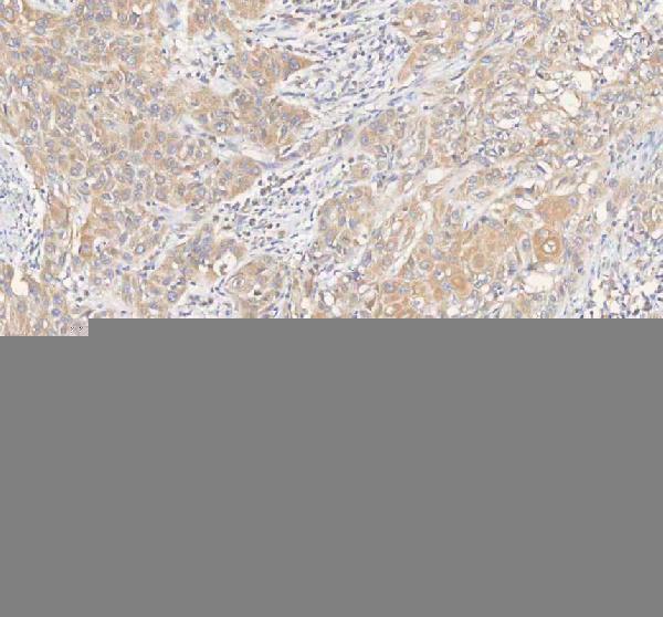 a00296 1 erbb4 primary antibodies ihc testing 8