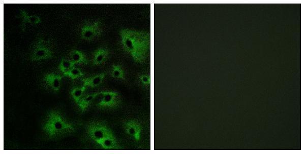 a00296y1284 1 erbb4 primary antibodies if testing 1