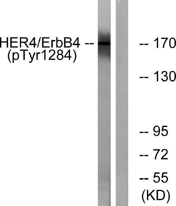 a00296y1284 1 erbb4 primary antibodies wb testing 2