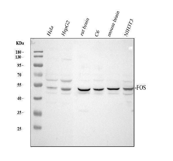 a00297 1 fos primary antibodies wb testing 1_1