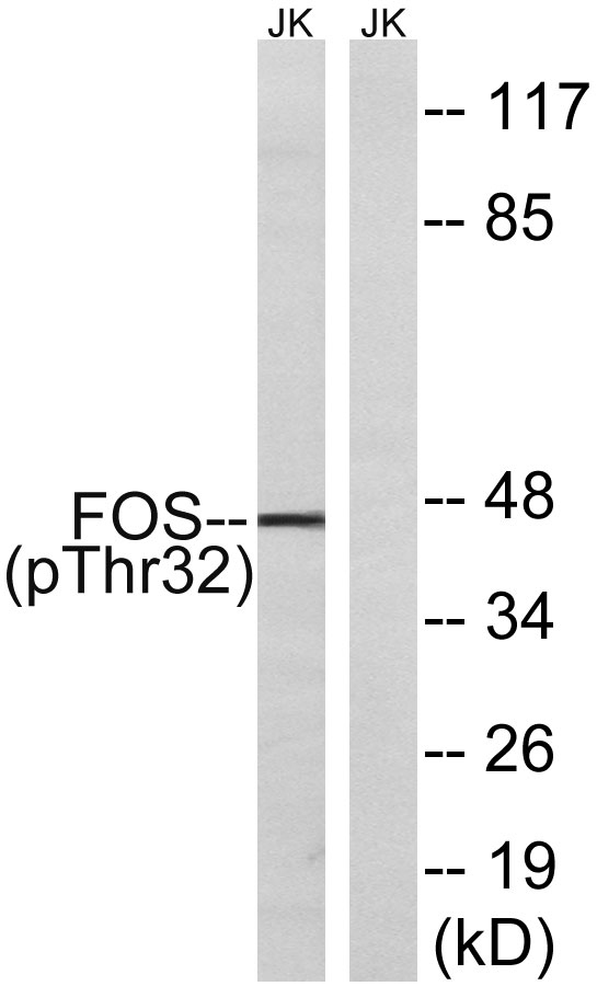 a00297s32 fos primary antibodies wb testing 1