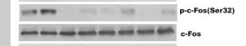a00297s32 fos primary antibodies wb testing 2