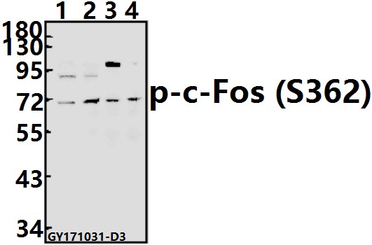 a00297s362 fos primary antiboties wb testing 1