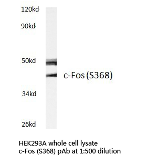a00297s368 fos primary antiboties wb testing 1