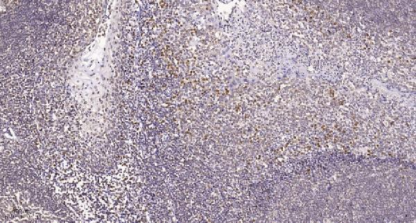 a00297s374 fos primary antibodies ihc testing 2