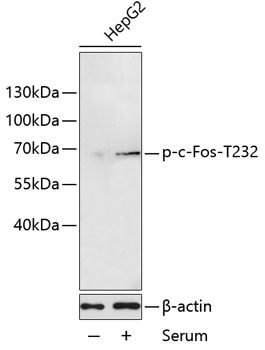 a00297t232 fos primary antiboties wb testing 2