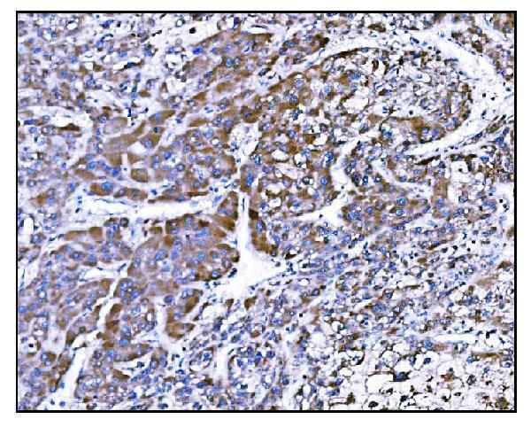 a00298 2 prep primary antibodies ihc testing 3