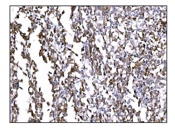 a00298 2 prep primary antibodies ihc testing 4