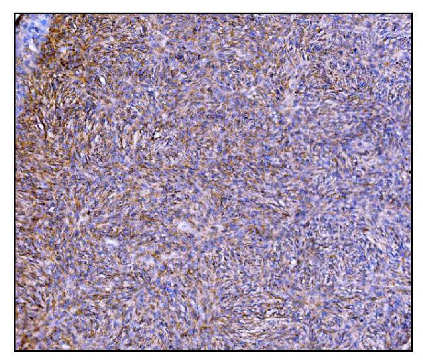 a00298 2 prep primary antibodies ihc testing 6