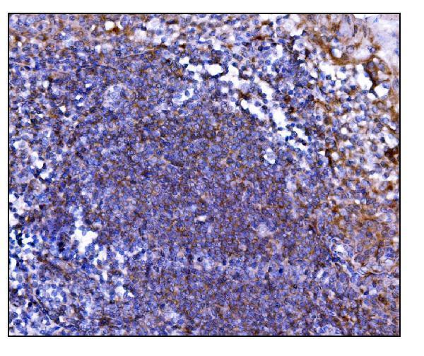 a00298 2 prep primary antibodies ihc testing 7