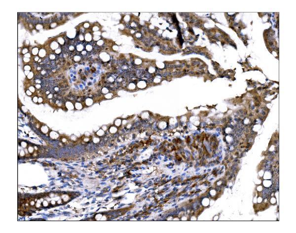 a00298 2 prep primary antibodies ihc testing 8