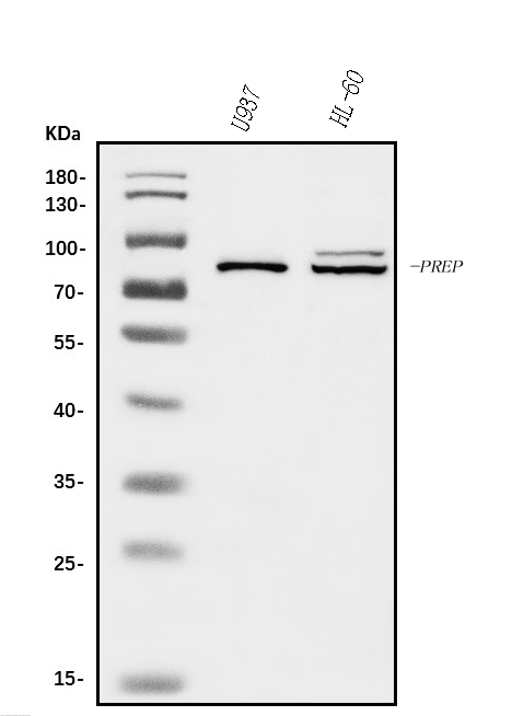 a00298 2 prep primary antibodies wb testing 1